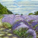 Lavender Field by Jacqueline Talbot