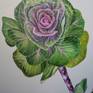 I am fascinated by the structures and colours in plants. This study of two ornamental cabbages was particularly fiddly because of all the folds. The plants did not live long enough for me to do the whole painting from life so I had to work from photos as well. It is technically the most involved thing I have ever painted