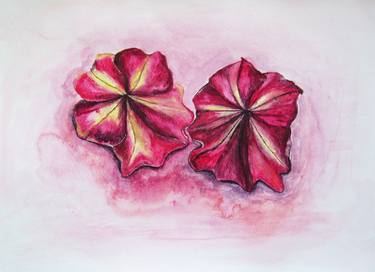 Original Botanic Paintings by Jacqueline Talbot