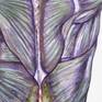 This painting is based on a diagram of the muscles of the back. I love anatomical illustration as it reveals the beauty of what is usually hidden beneath the skin.