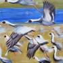 This painting is of Common Cranes taking off from their feeding ground.  I've tried to capture the sense of frenetic energy and motion as they beat their wings with great power to get airborne.  This painting is on canvas board and so would look at its best if framed