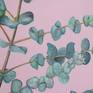 This painting was created from my own Eucalyptus Gunii tree otherwise known as the Tasmanian Cider tree and lives in a pot in my garden. The variety is 'Azura' and the stunning blue grey leaves are what inspired me to paint it. I chose the pink background to contrast the blue in the leaves and really bring them into focus
