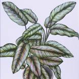 Collection Botanical Art