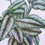 The subject of this painting is a Calathea 'White Star' which I was attracted to because of its stripy leaves with splashes of pink on them. It is a member of the Prayer Plant family so-named because their leaves fold up like praying hands at night.