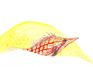 Print of Fish Paintings by Helena Kaori Maeda