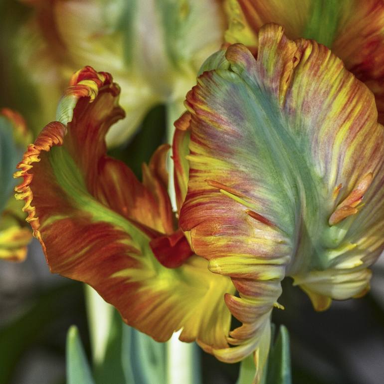 Parrot Tulips #3 - Limited Edition of 10