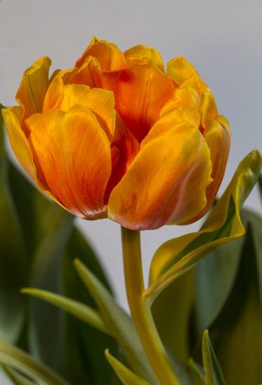 Tulip Time #1 - Limited Edition of 15 thumb
