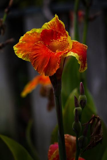 Red Cannas - Limited Edition of 10 thumb