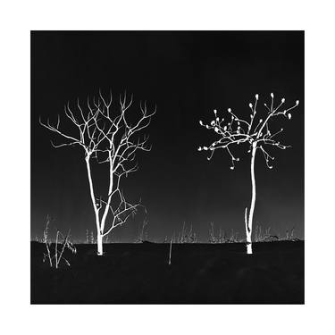 Original Fine Art Tree Photography by Rajmund Rajch