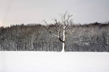 The Skeleton Trees of Winter thumb