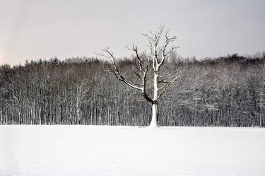 Print of Art Deco Tree Photography by Griff Griffiths