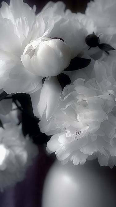 Original Fine Art Floral Photography by Darlene Kwiatkowski