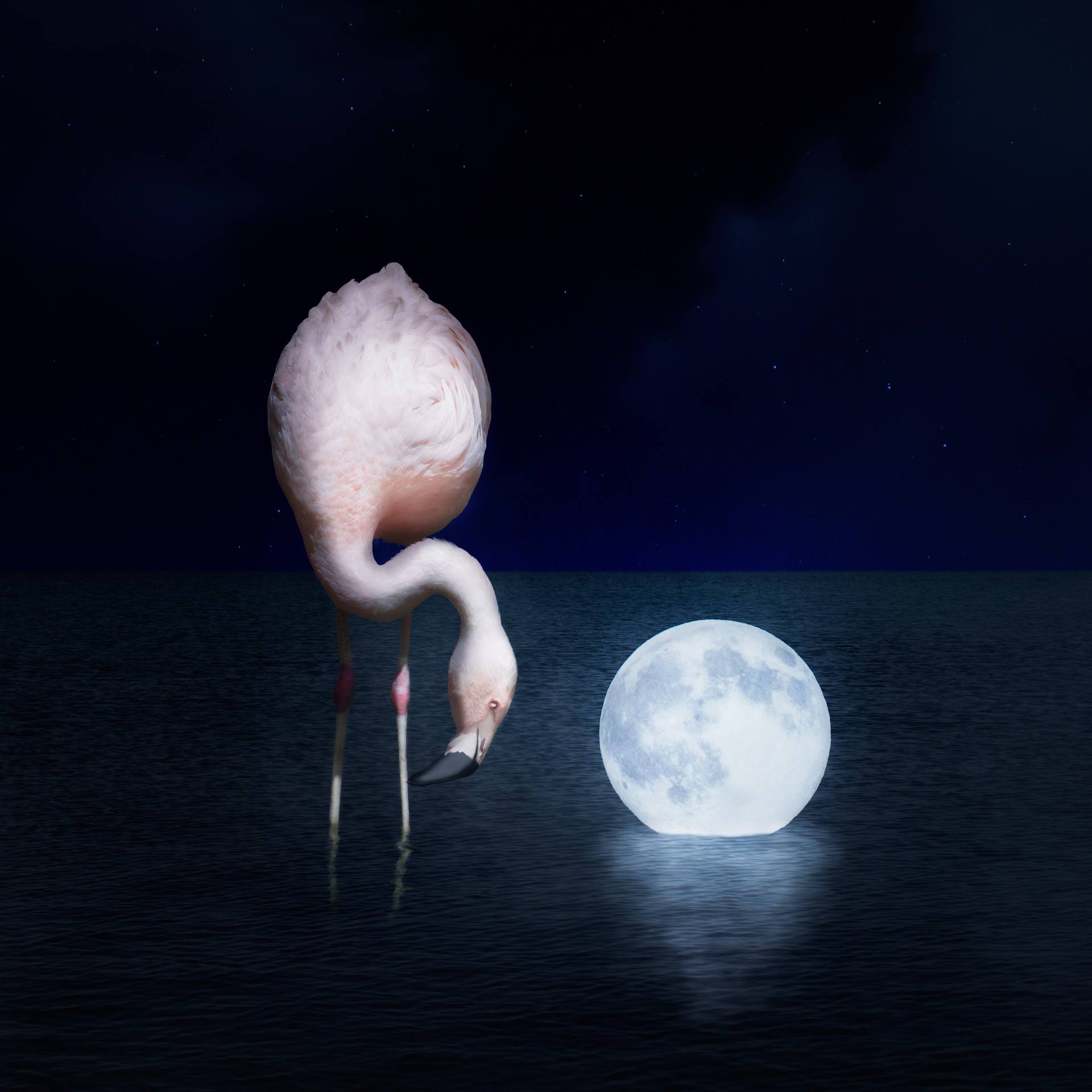 Saatchi Art Artist Luigi Quarta; Photography, “The Flamingo and the Monn - Limited Edition 1 of 10” #art