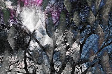 Print of Abstract Tree Photography by Boris Gor