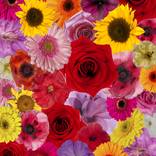 Collection Floral. Flora.