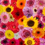 Collection Floral. Flora.