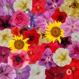 Collection Floral. Flora.