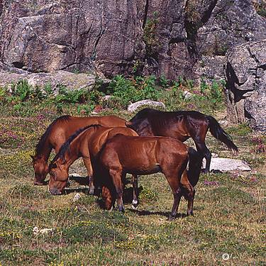 Print of Modern Horse Photography by Eric Needham