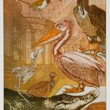 Museum of Natural History by Annemarie Petri