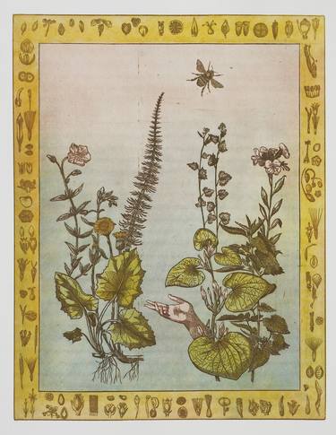 Original Botanic Printmaking by Annemarie Petri