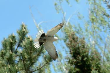 A flying dove. thumb