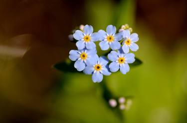 Sky-Blue Flower (Forget-me-nots) thumb