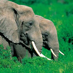 Collection savage Animal