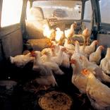 Collection HUMOUR ANIMAL