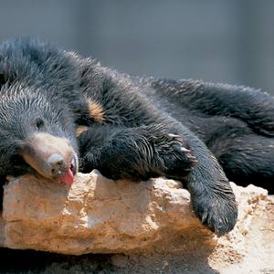 Collection HUMOUR ANIMAL