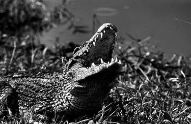 Print of Animal Photography by LEROY Dominique