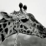 Collection savage Animal