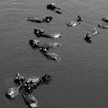 Collection savage Animal