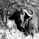 Collection savage Animal