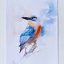 kingfisher