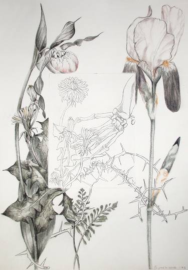 Original Figurative Botanic Drawings by Anita Salemink