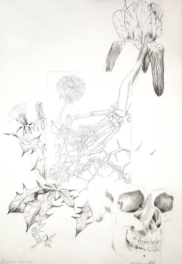 Original Botanic Drawings by Anita Salemink