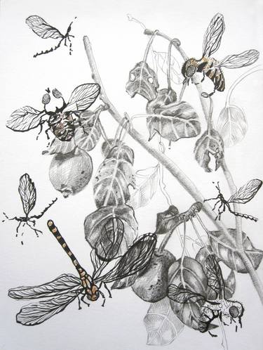 Print of Botanic Drawings by Anita Salemink