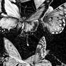 Forest Butterflies A3 Print by hubertfineart