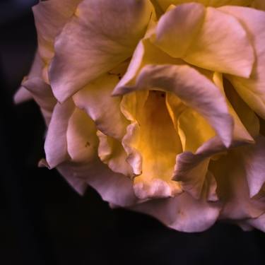 rose - Limited Edition of 10 thumb