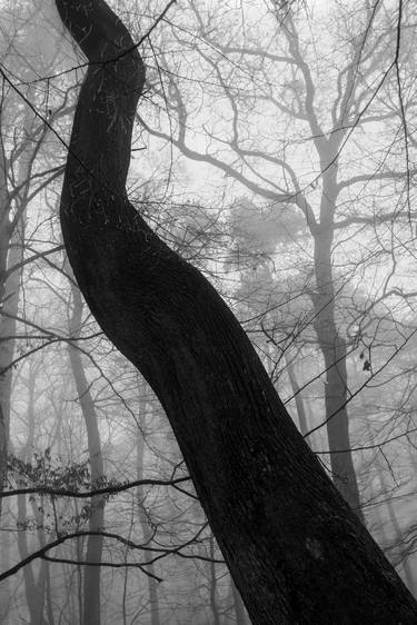 Original Tree Photography by YVONN ZUBAK