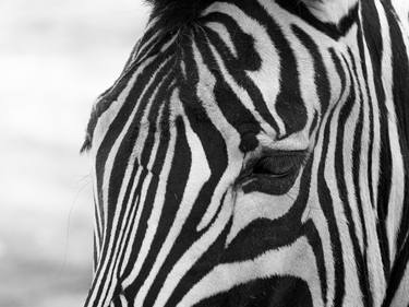 zebra - Limited Edition of 20 thumb