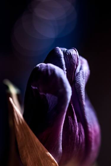 tulipa - Limited Edition of 1 thumb