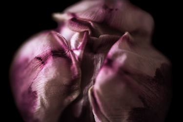 Original Abstract Floral Photography by YVONN ZUBAK