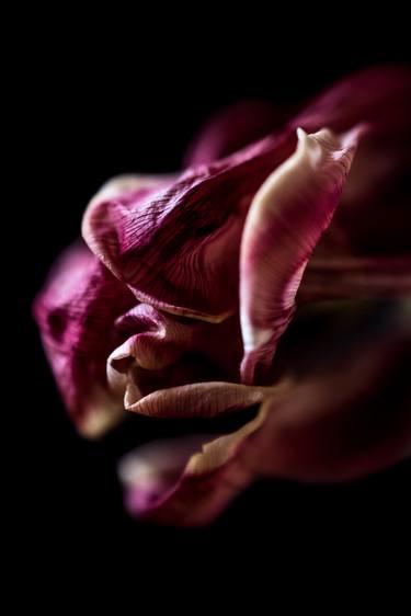 Original Fine Art Floral Photography by YVONN ZUBAK