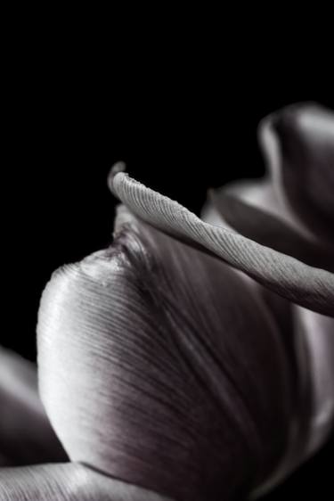 Original Abstract Floral Photography by YVONN ZUBAK