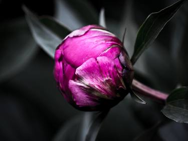 Original Fine Art Floral Photography by YVONN ZUBAK