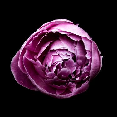 Original Floral Photography by YVONN ZUBAK