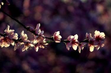Original Realism Landscape Photography by Isilvia Olona
