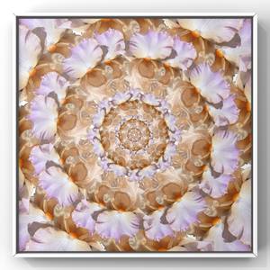 Collection Optical Illusions