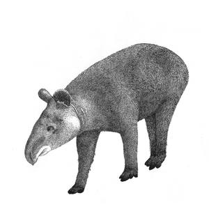 Collection Mammals of Ecuador